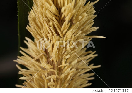 自然 植物 カサスゲ、カヤツリグサ科の植物。雄小穂、開花直後は淡い黄色で時間が立つと茶褐色になります 自然 植物 カサスゲ、カヤツリグサ科の植物。雄小穂、開花直後は淡い黄色で時間が立つと茶褐色になります 125071517