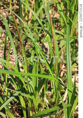 自然 植物 カサスゲ、四月中頃の伸び始めた花茎。雄小穂、雌小穂とも茶色で細く目立たない 自然 植物 カサスゲ、四月中頃の伸び始めた花茎。雄小穂、雌小穂とも茶色で細く目立たない 125071518