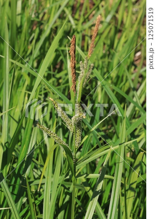 自然 植物 カサスゲ、花茎の先端に雄小穂で下側に雌小穂が数個つきます 自然 植物 カサスゲ、花茎の先端に雄小穂で下側に雌小穂が数個つきます 125071519