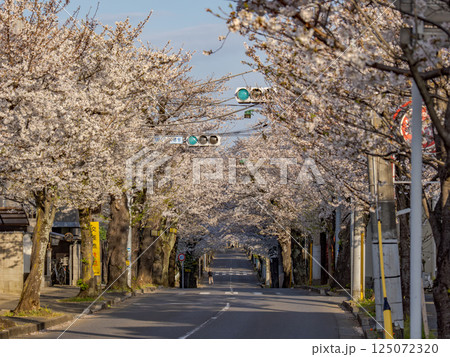 桜並木が続く道　千葉県松戸市・常盤平さくら通り（日本の道100選） 125072320