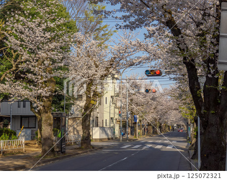 桜並木が続く道 千葉県松戸市・常盤平さくら通り(日本の道100選) 桜並木が続く道 千葉県松戸市・常盤平さくら通り(日本の道100選) 125072321