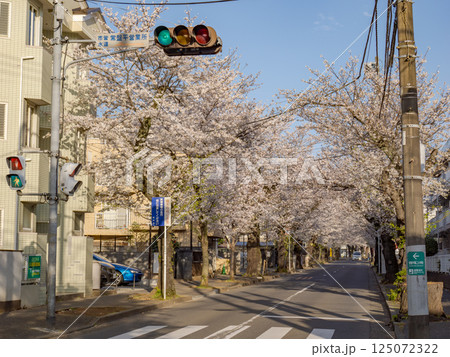 桜並木が続く道　千葉県松戸市・常盤平さくら通り（日本の道100選） 125072322