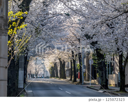 桜並木が続く道 千葉県松戸市・常盤平さくら通り(日本の道100選) 桜並木が続く道 千葉県松戸市・常盤平さくら通り(日本の道100選) 125072323