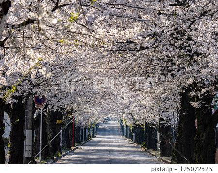 桜並木が続く道　千葉県松戸市・常盤平さくら通り（日本の道100選） 125072325