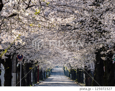 桜並木が続く道　千葉県松戸市・常盤平さくら通り（日本の道100選） 125072327