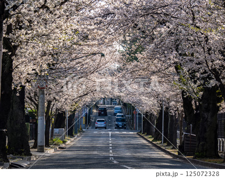 桜並木が続く道　千葉県松戸市・常盤平さくら通り（日本の道100選） 125072328