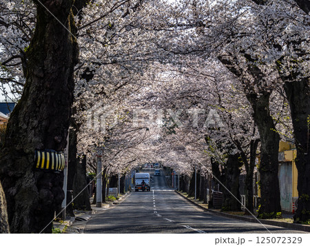 桜並木が続く道 千葉県松戸市・常盤平さくら通り(日本の道100選) 桜並木が続く道 千葉県松戸市・常盤平さくら通り(日本の道100選) 125072329
