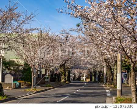 桜並木が続く道　千葉県松戸市・常盤平さくら通り（日本の道100選） 125072330