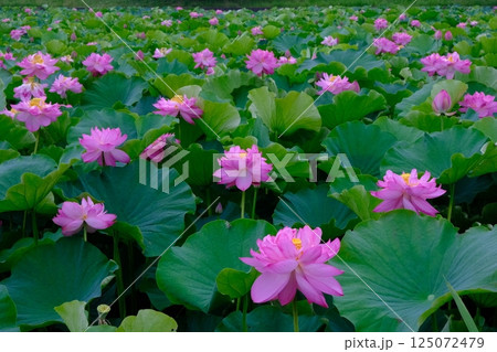蓮の花咲く平の沢池 蓮の花咲く平の沢池 125072479