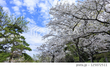 春の桜に包まれた三渓園 125072511
