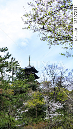 春の桜に包まれた三渓園 125072514