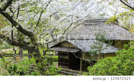 春の桜に包まれた三渓園 125072525