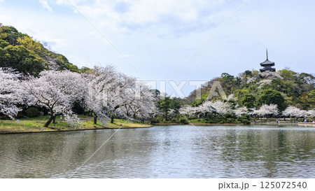 春の桜に包まれた三渓園 春の桜に包まれた三渓園 125072540