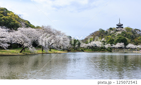 春の桜に包まれた三渓園 春の桜に包まれた三渓園 125072541