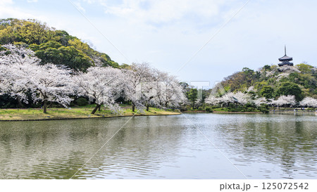 春の桜に包まれた三渓園 125072542