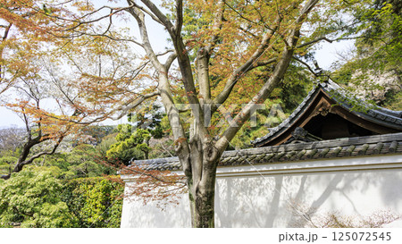 春の桜に包まれた三渓園 春の桜に包まれた三渓園 125072545