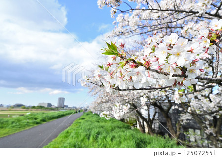 桜咲く多摩川のサイクリングロード 桜咲く多摩川のサイクリングロード 125072551