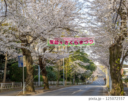 桜並木に設置された「さくらまつり」の横断幕(千葉県松戸市・常盤平さくら通り) 桜並木に設置された「さくらまつり」の横断幕(千葉県松戸市・常盤平さくら通り) 125072557
