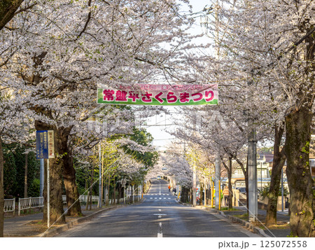 桜並木に設置された「さくらまつり」の横断幕（千葉県松戸市・常盤平さくら通り） 125072558