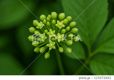 花から実になる高麗人参のイラスト 花から実になる高麗人参のイラスト 125072681