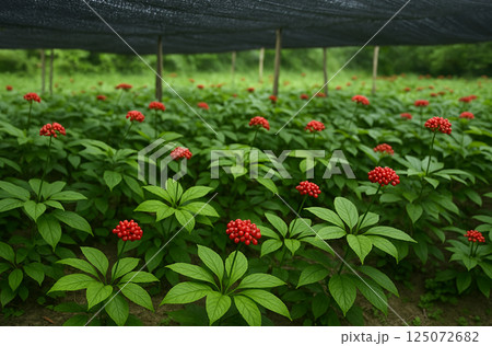 赤い実が結実した高麗人参の畑のイラスト 125072682