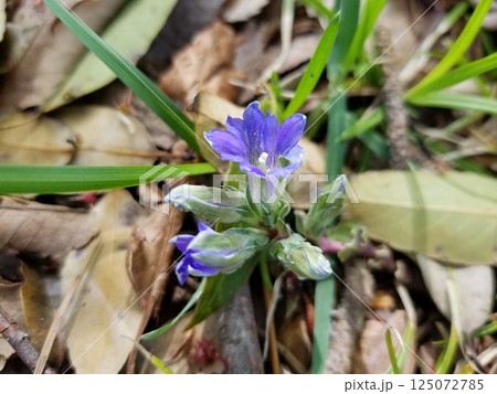 りんどうの花びら 125072785