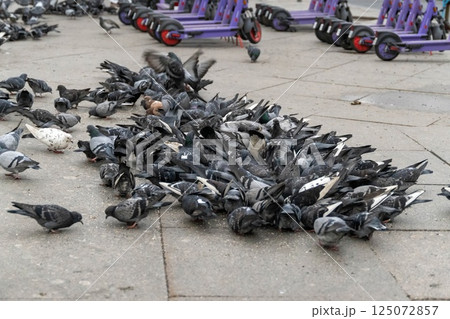 City pigeons feeding on the ground near electric scooters City pigeons feeding on the ground near electric scooters 125072857