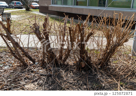 Withered bush branches showing signs of neglect in urban setting 125072871