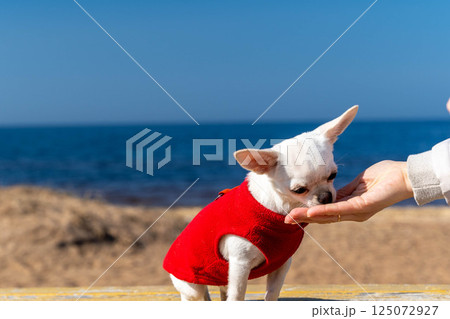 Small white chihuahua dog wearing red clothes sniffing owner's hand at beach Small white chihuahua dog wearing red clothes sniffing owner's hand at beach 125072927