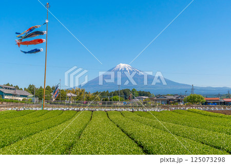 富士山と茶畑と鯉のぼり 125073298
