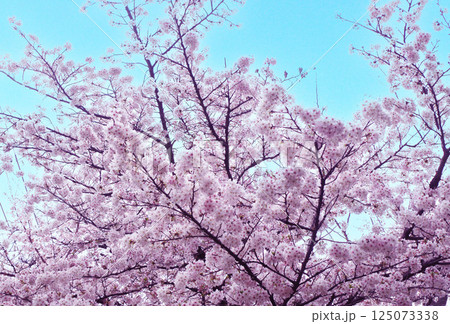青い空と桜 公園の桜 桜の花 開花 散歩道   125073338