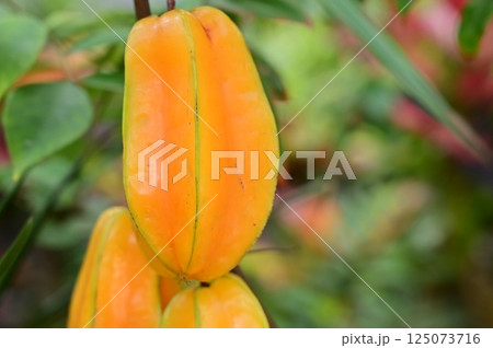 スターフルーツ（カタバミ科ゴレンシ属）の熟した果実 125073716