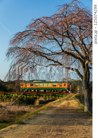 静岡県掛川市本郷　天竜浜名湖鉄道と沿線の風景 125074299