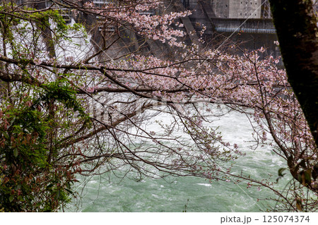 静岡県浜松市天竜区龍山町大嶺 桜と秋葉ダムの風景 静岡県浜松市天竜区龍山町大嶺 桜と秋葉ダムの風景 125074374