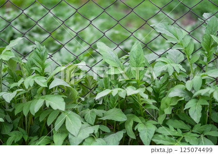 Spring green grass grows near metal mesh fence 125074499