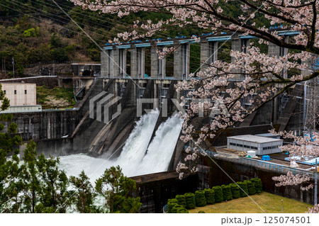 静岡県浜松市天竜区龍山町大嶺 桜と秋葉ダムの風景 静岡県浜松市天竜区龍山町大嶺 桜と秋葉ダムの風景 125074501