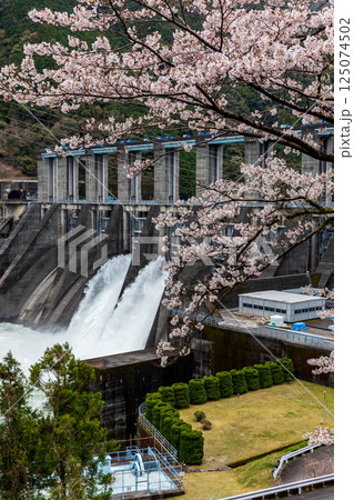 静岡県浜松市天竜区龍山町大嶺 桜と秋葉ダムの風景 静岡県浜松市天竜区龍山町大嶺 桜と秋葉ダムの風景 125074502