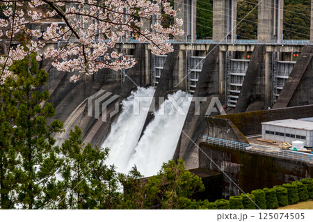 静岡県浜松市天竜区龍山町大嶺 桜と秋葉ダムの風景 静岡県浜松市天竜区龍山町大嶺 桜と秋葉ダムの風景 125074505