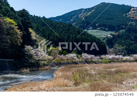 静岡県島田市川根町家山 家山川と桜の風景 静岡県島田市川根町家山 家山川と桜の風景 125074549
