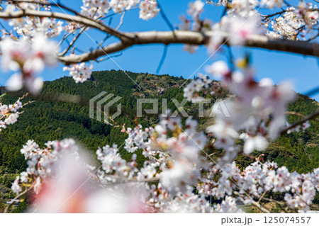 静岡県島田市川根町家山　野守の池と桜の風景 125074557