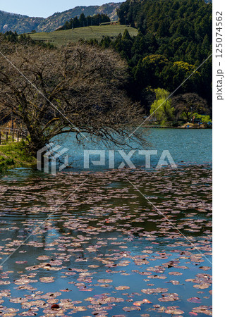 静岡県島田市川根町家山　野守の池と桜の風景 125074562