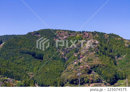 静岡県島田市川根町家山 家山川と桜の風景 静岡県島田市川根町家山 家山川と桜の風景 125074575