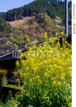 静岡県島田市川根町家山 菜の花と桜の風景 静岡県島田市川根町家山 菜の花と桜の風景 125074591