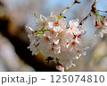 桜咲く 125074810