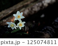 朝日を浴びて生き生きと開花した白い花 125074811