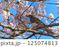 桜の蜜を吸うヒヨドリ 125074813