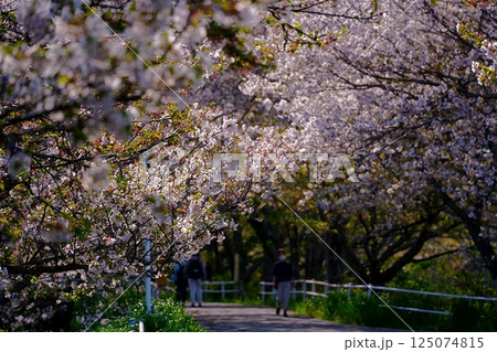 桜のトンネルを歩く 125074815