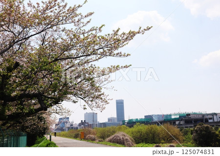 新横浜の街並みを背景に咲き誇る桜 125074831