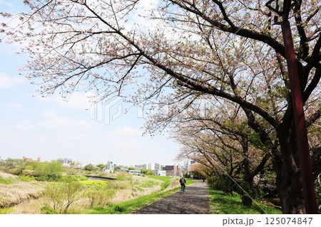 新横浜駅前公園　桜の季節 125074847