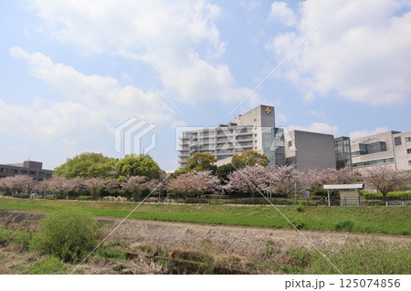 新横浜駅前公園　桜の季節 125074856